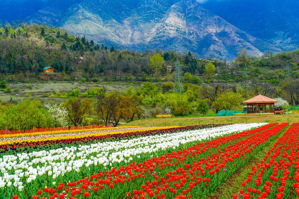 Tulip Garden in Kashmir