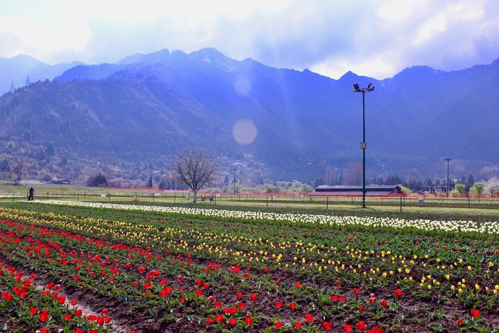 Tulip Garden Kashmir