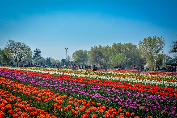 Tulip Garden