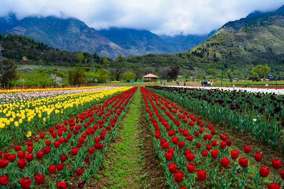 Kashmir Tulip Garden