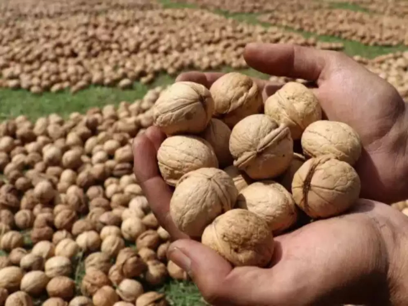 A walnut grower